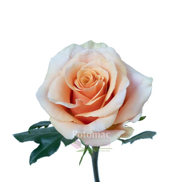 ❤️ピーチローズ Peach Rose 60g 【新品未開封】 Phoenix Rose Peach, 50 To 60 cm - Potomac Floral Wholesale